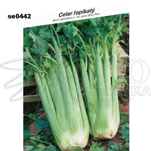 Celer Nuget řapíkatý